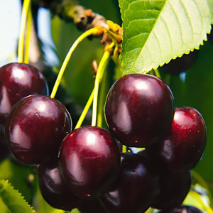 Черешня колоновидна Ревна