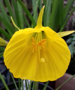 Нарцисс Оксфорд Голд (Oxford Gold)