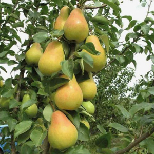 Груша колоновидна Делікор