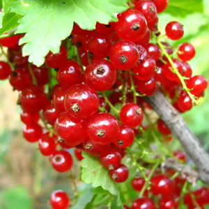 Смородина красная Ранняя Сладкая