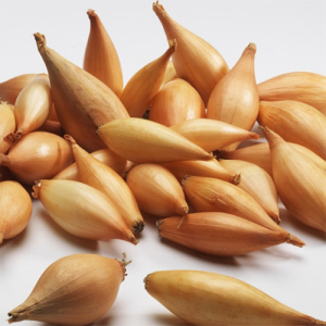 Цибуля - сіянка (саджанка) Бамбергер 0,5 кг