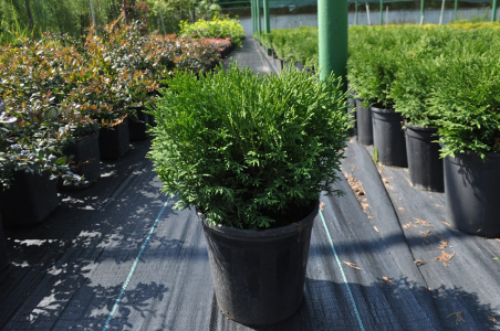 Туя західна Даніка (С3)