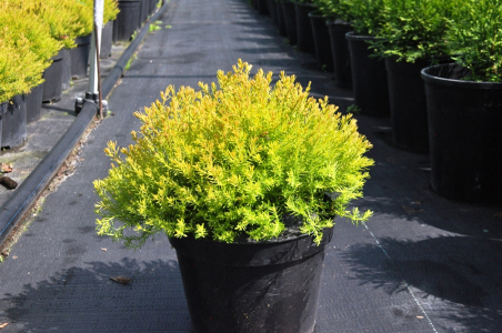 Туя западная 