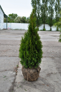 Туя західна Смарагд (WRB)