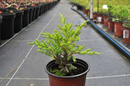 Ялівець горизонтальний Андорра Компакт (Р9)