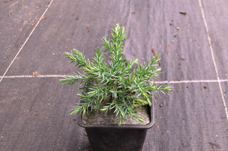 Ялівець лускатий Блю Швед (Р9)