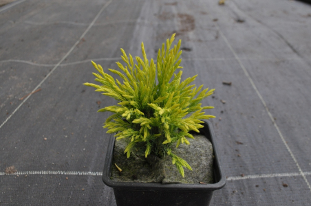 Можжевельник средний Голд Коуст (Р9)