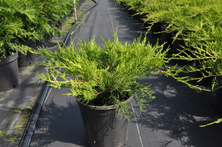 Ялівець Пфіцеріана Ауреа (С3)