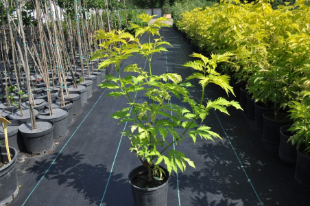 Бузина червона Плюмоза Ауреа (С3)