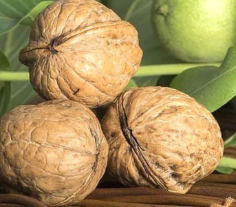 Волоський горіх Черновецький 1 (сіянець)