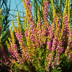 Вереск David Hagenaars