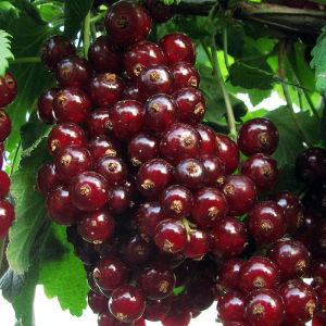 Смородина червона (Порічка) Чародійка