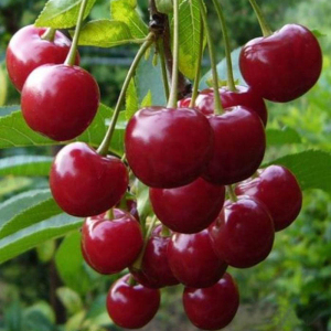 Вишня колоновидна Ашинский гібрид