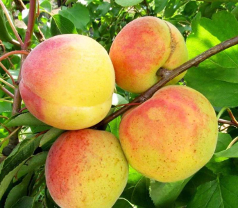 Абрикос NJA-19