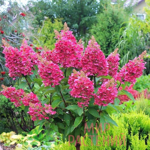 Гортензия Мега Минди, (Р9)