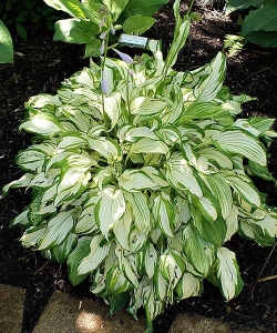 Хоста Kiwi Spearmint