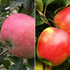 Яблоня дерево сад (Аскольда + Канзи)