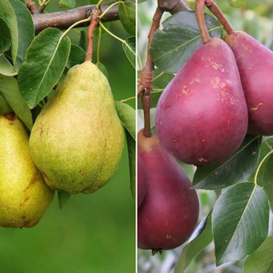 Груша дерево сад (Стрыйская + Старкримсон)