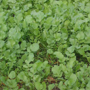 Редька олійна, 1 кг, Україна