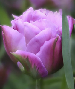 Тюльпан Double Price, 2 шт