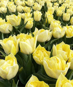 Тюльпан Секрет Перфюм (Secret Perfume), 2 шт