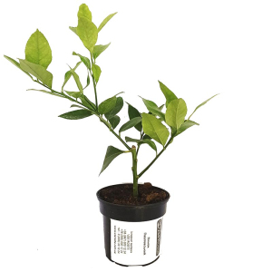 Лимон Павловський