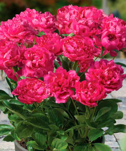 Півонія London