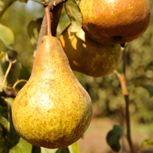 Груша Бере Боск