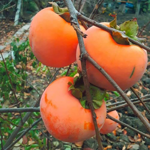 Хурма Сладость