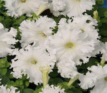 Петунія Афродіта F1, біла 1000 гран. (Cerny)