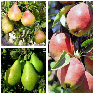 Груша дерево сад (Ноябрьская + Таврическая + Киргизская)