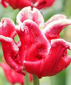 Тюльпан Elegant Crown, 2 шт