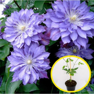 Клематис Teshio