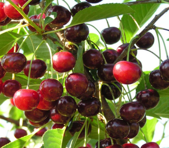 Вишня Мелитопольская Десертная