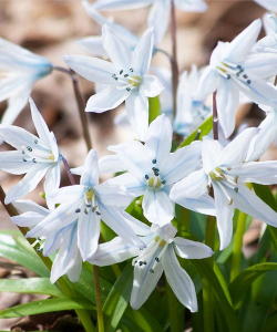 Пролесок Мищенко (Mischtschenkoana), 3 шт