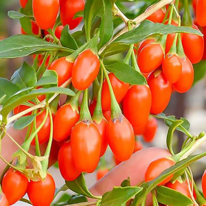 Годжі Корен Біг, 1 рік