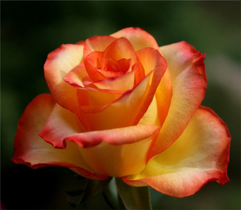 Троянда плетиста повна Повна Луна (Full Moon)