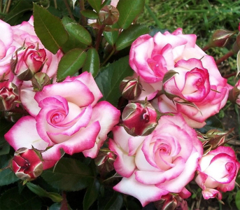 Троянда плетиста Хендель (Handel)