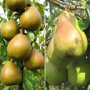 Груша дерево сад (Анжелис + Дельбар)