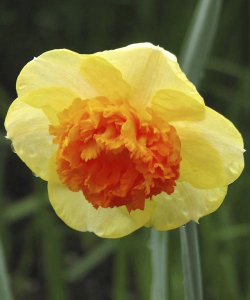 Нарцис Корал Краун (Coral Crown)