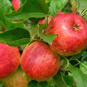 Яблоня Амбаси