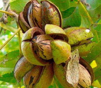 Горіх Пекан Cape Fear (сіянець)