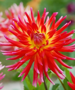 Жоржина Bora Bora