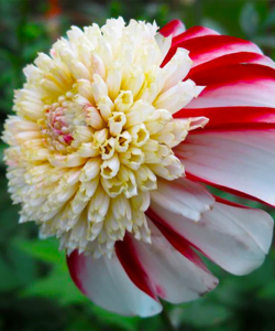Жоржина Bon Odori