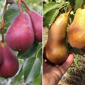 Груша дерево сад (Старкримсон + Аббат Феттель)