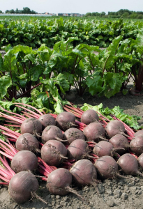 Буряк Боро F1, 10 000 нас, Bejo Zaden