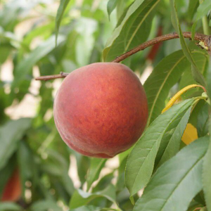 Персик Спринг Леди