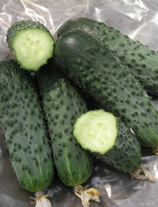 Огурец Сатина F1, 1000 шт, Nunhems