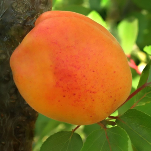 Абрикос Джумба Кот