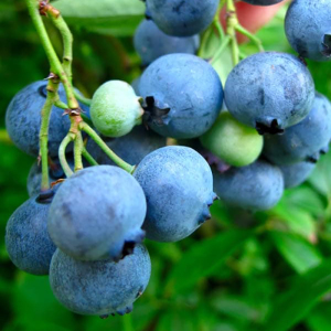Голубика (черника садовая) Санрайс, 2 года